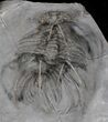 Undescribed Radiaspis Trilobite From Jorf - Incredibly Rare #34771-1